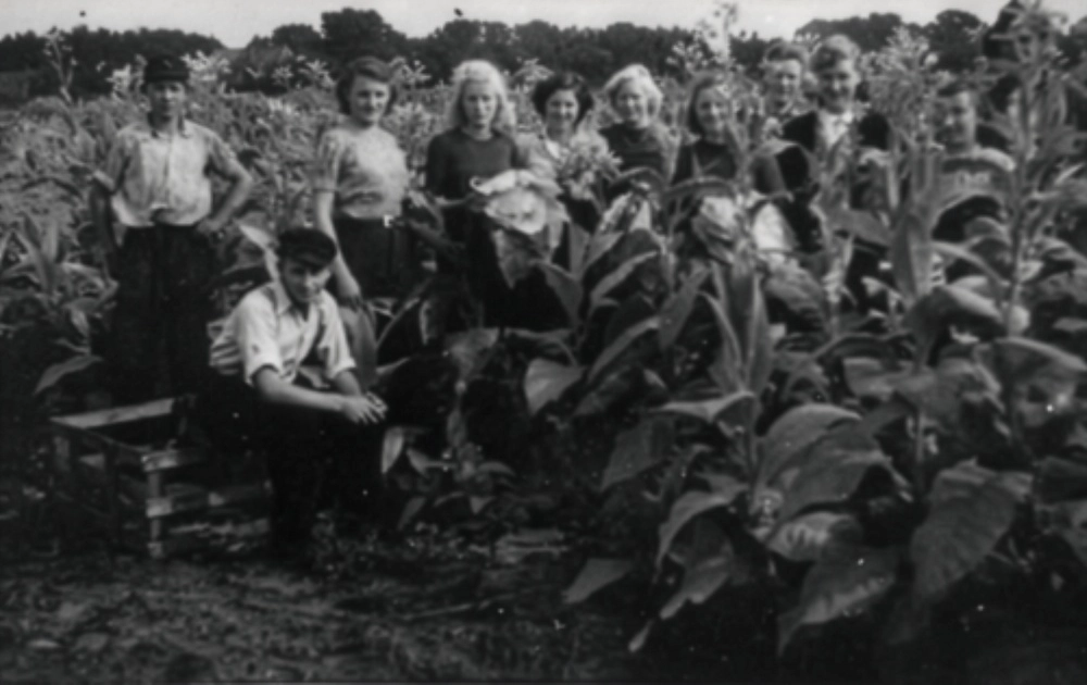 Tabakanbau auf dem Hümmling