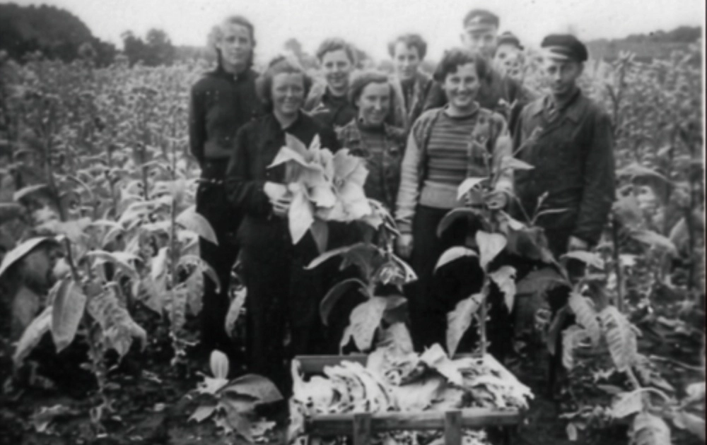 Tabakanbau auf dem Hümmling