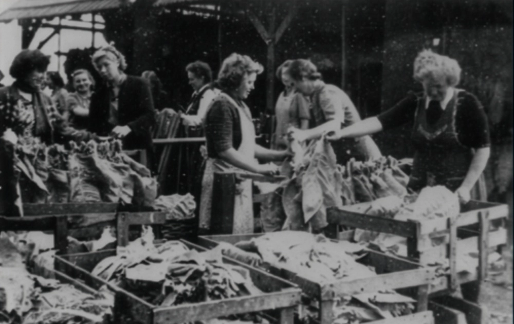 Tabakanbau auf dem Hümmling